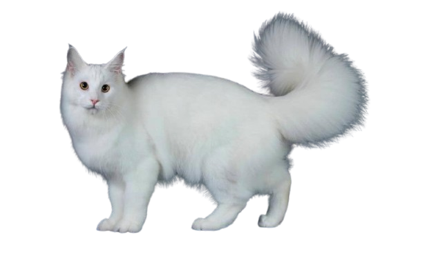 Grooming Kucing Central Cat's Tangerang